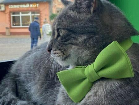 Лучший сотрудник магазина Зеленоградска кот Сергей объединил сотни людей